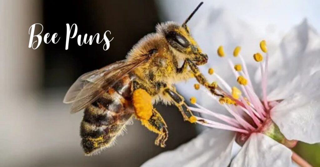 Bee Puns